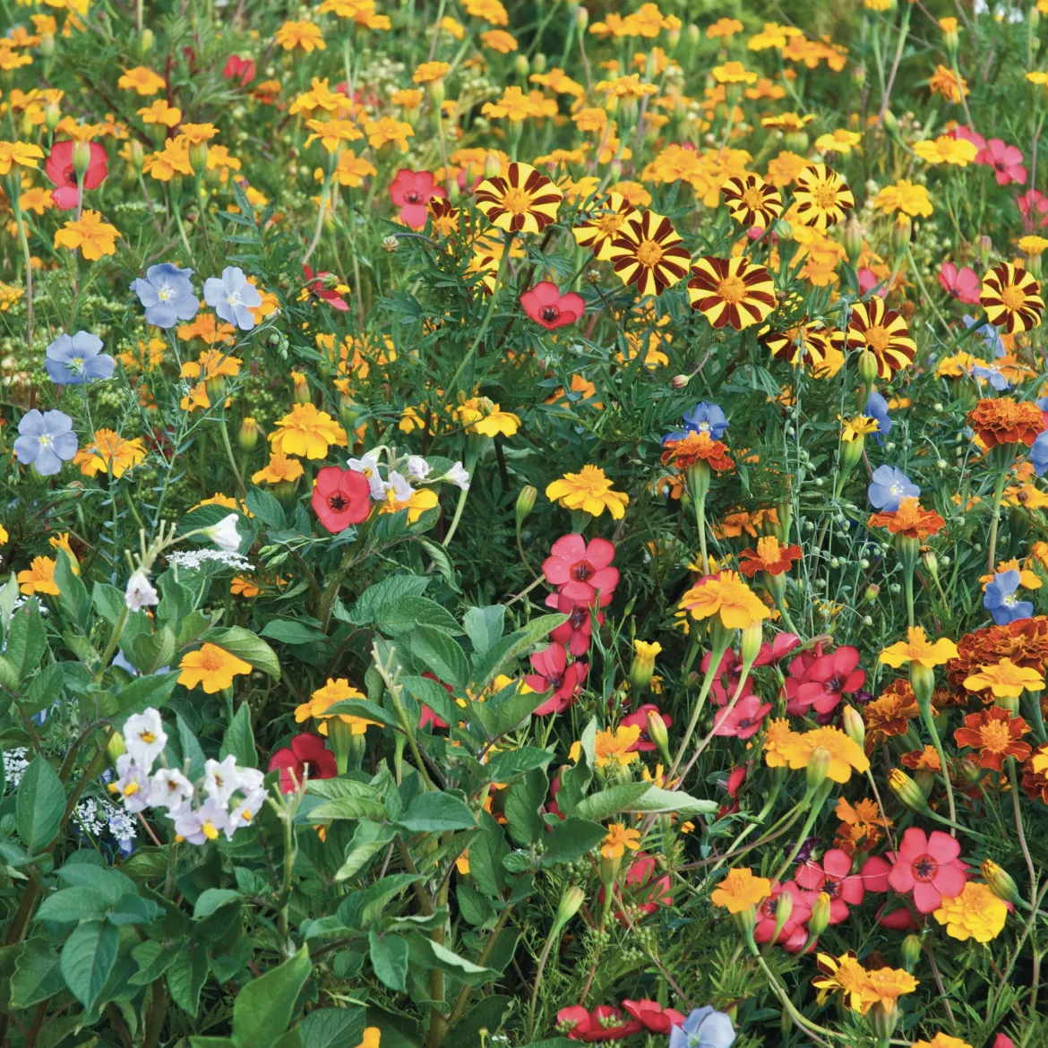 Fleurs pour limiter les doryphores - Un potager fleuri et protégé