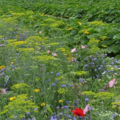 Fleurs utiles au potager - Un potager plus vivant