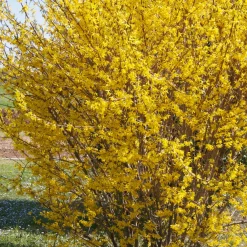 Forsythia Marée d'Or ® - Le printemps en jaune éclatant