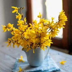 Forsythia Marée d'Or ® - Le printemps en jaune éclatant