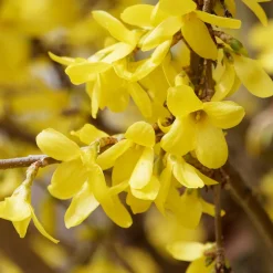 Forsythia Marée d'Or ® - Le printemps en jaune éclatant