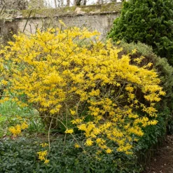 Forsythia Marée d'Or ® - Le printemps en jaune éclatant