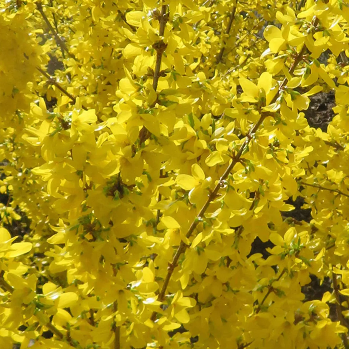 Forsythia 'Mikador' - Un mur d'or dès mars