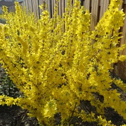 Forsythia 'Mikador' - Un mur d'or dès mars