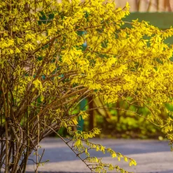 Forsythia Spectabilis - Le jaune qui annonce le printemps