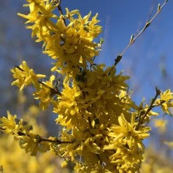 Forsythia Spectabilis - Le jaune qui annonce le printemps