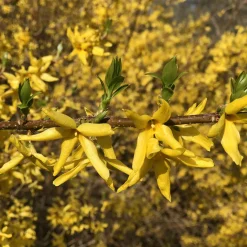 Forsythia Spectabilis - Le jaune qui annonce le printemps
