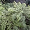 Fougère arborescente - Un air de jungle chez vous