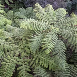 Fougère arborescente - Un air de jungle chez vous