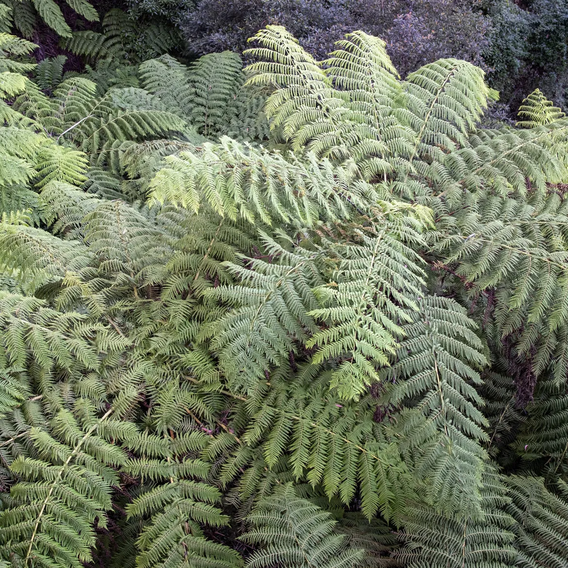Fougère arborescente - Un air de jungle chez vous