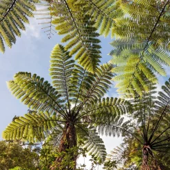 Fougère arborescente - Un air de jungle chez vous