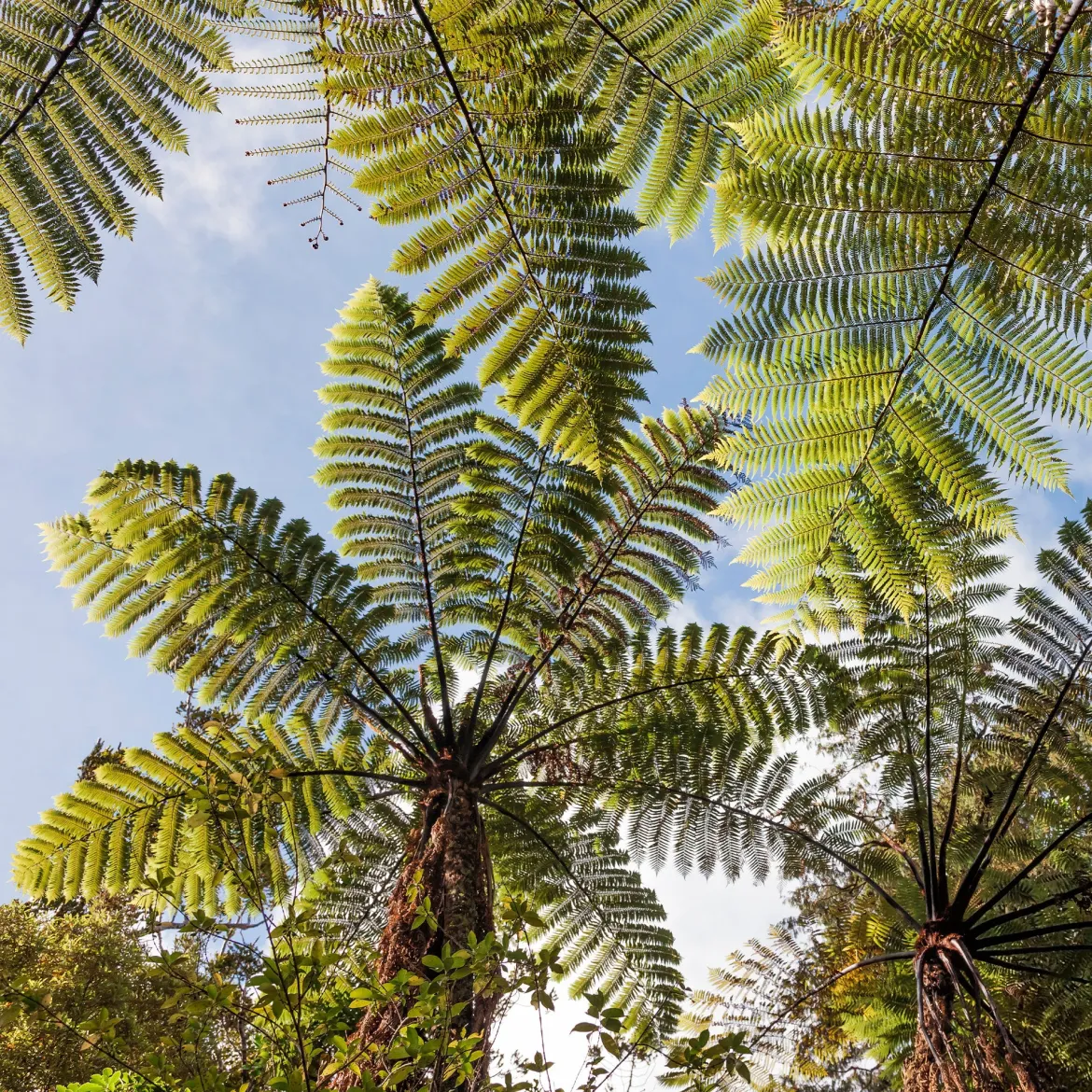 Fougère arborescente - Un air de jungle chez vous