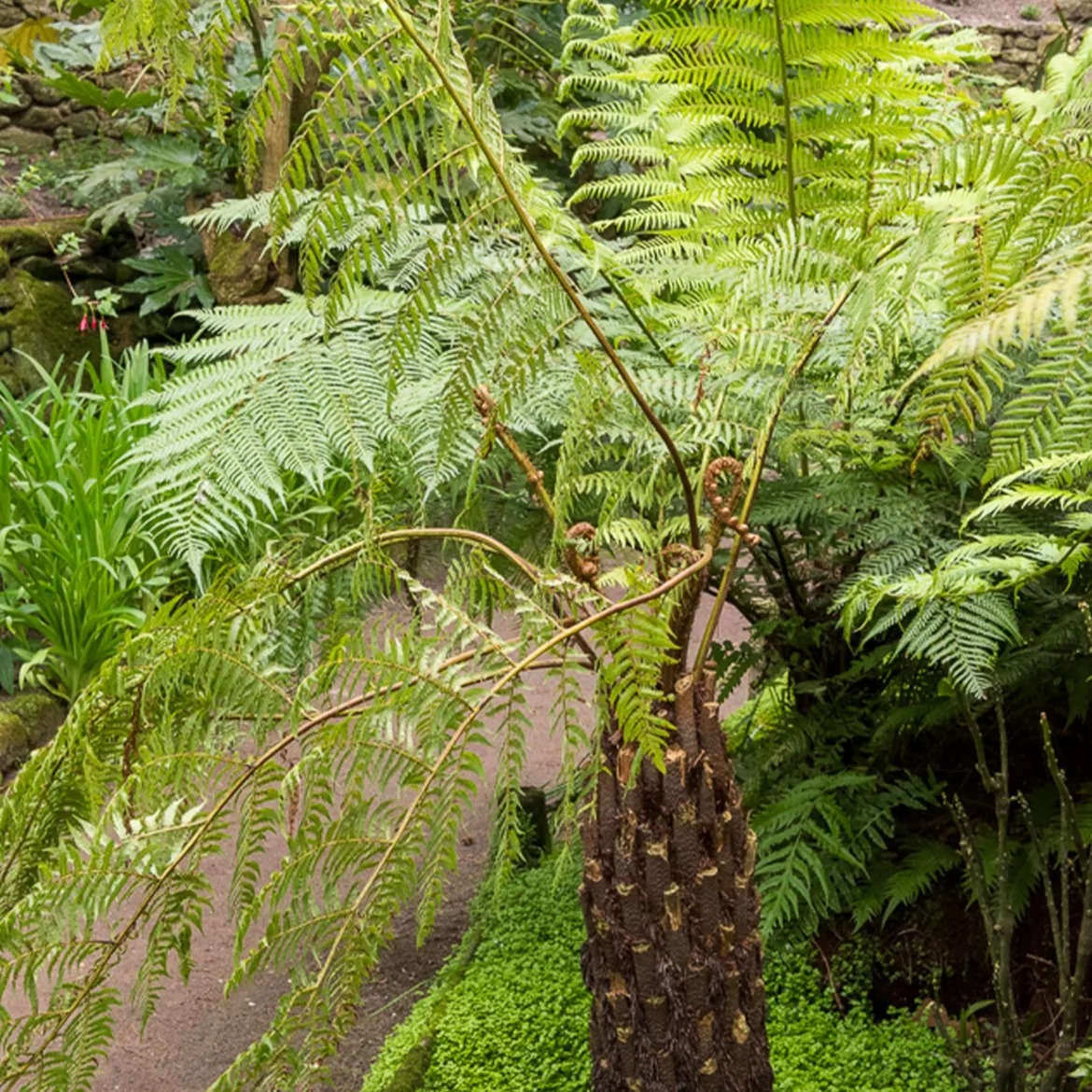Fougère arborescente - Un air de jungle chez vous