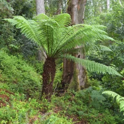 Fougère arborescente - Un air de jungle chez vous