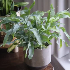 Fougère 'Blue Star' - La fougère bleue déco