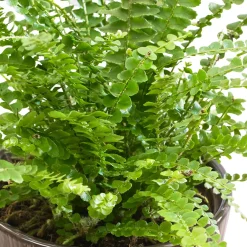 Fougère de Boston 'Duffi' - Cascade de vert facile
