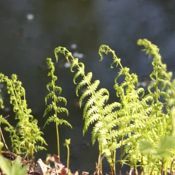 Fougère des marais - Le vert facile en zone humide