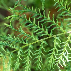 Fougère mâle Linearis Polydactyla - L'ombre devient jardin