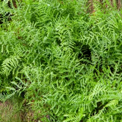 Fougère mâle Linearis Polydactyla - L'ombre devient jardin