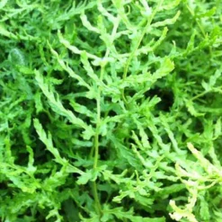 Fougère mâle Linearis Polydactyla - L'ombre devient jardin