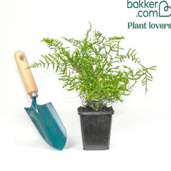 Fougère mâle Linearis Polydactyla - L'ombre devient jardin