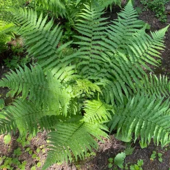 Fougère mâle - Verdure sans effort