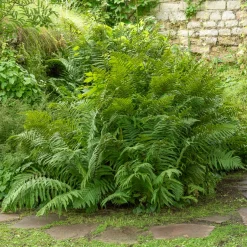 Fougère mâle - Verdure sans effort