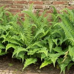 Fougère mâle - Verdure sans effort