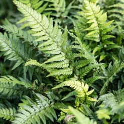 Fougère Polystichum tsussimense - La fougère qui reste belle en hiver