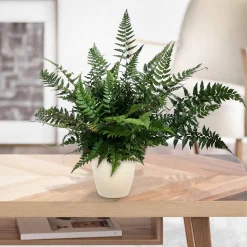 Fougère Polystichum tsussimense - La fougère qui reste belle en hiver