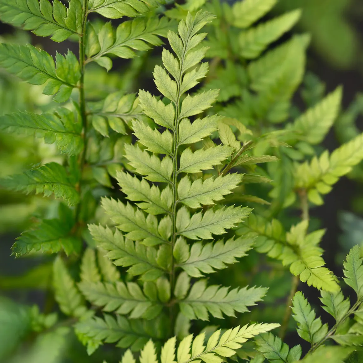 Fougère Polystichum tsussimense - La fougère qui reste belle en hiver