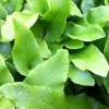 Fougère scolopendre - Langue de cerf ondulée - Verdure facile au coin ombre