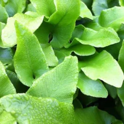 Fougère scolopendre - Langue de cerf ondulée - Verdure facile au coin ombre