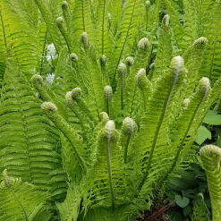 2 Fougères Plume d'autruche - Un coin de forêt chez vous