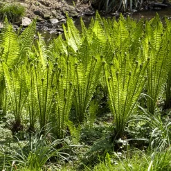 2 Fougères Plume d'autruche - Un coin de forêt chez vous
