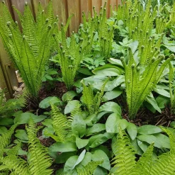2 Fougères Plume d'autruche - Un coin de forêt chez vous
