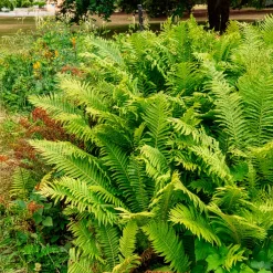 2 Fougères Plume d'autruche - Un coin de forêt chez vous