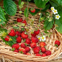 Fraisier des bois Alexandria - Des fraises tout l'été