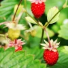 Fraisier des bois Baron Solemacher - Des fraises tout l'été