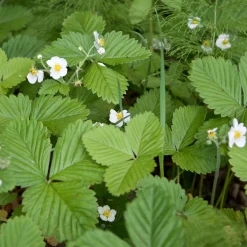 Fraisier des bois Baron Solemacher - Des fraises tout l'été