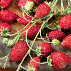 Fraisier des bois Baron Solemacher - Des fraises tout l'été