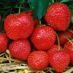 Fraisier Elsanta - Des fraises sucrées tout l'été