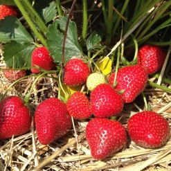 Fraisier à gros fruits Grandian F1 - Des fraises XXL tout l'été