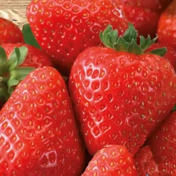 Fraisier à gros fruits Grandian F1 - Des fraises XXL tout l'été