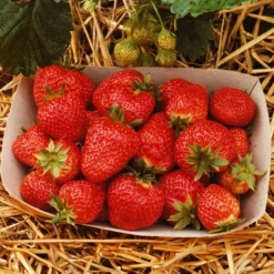 Fraisier Korona - Des fraises juteuses tout l'été