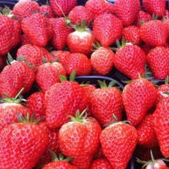 Fraisier Lambada - Des fraises sucrées tout l'été