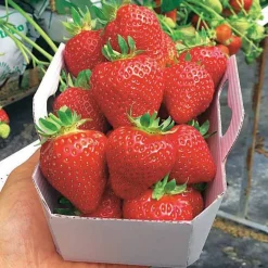Fraisier Magnum - Des fraises XXL au jardin