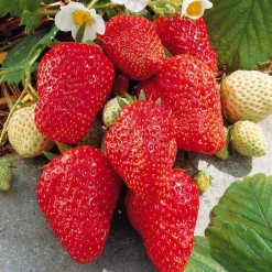 Fraisier 'Mount Everest' - Des fraises en hauteur tout l'été