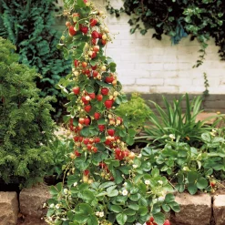 Fraisier 'Mount Everest' - Des fraises en hauteur tout l'été