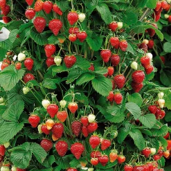 Fraisier 'Mount Everest' - Des fraises en hauteur tout l'été